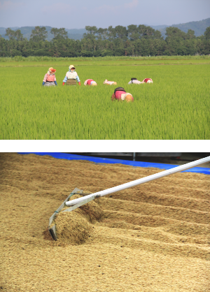 無農薬自然乾燥米 |あきたこまち栽培・通販 花塚農場